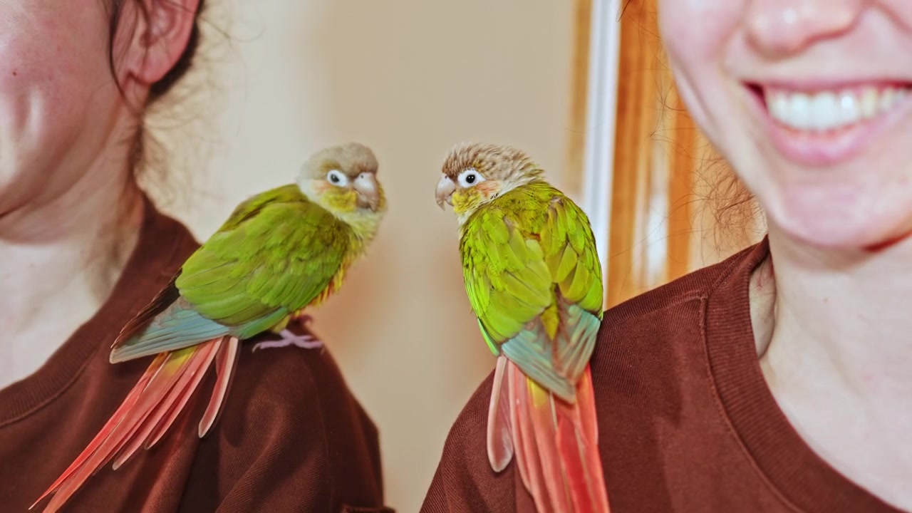 Perroquet sur l'épaule d'une personne regardant son reflet dans le miroir à l'intérieur d'une maison pendant la journée.