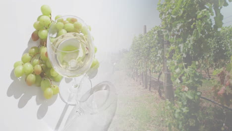 compuesto de vaso de vino blanco y uvas con viña sobre fondo blanco