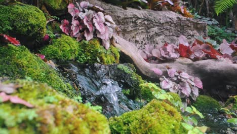 stream of water moving rapidly over rocks through moss and lichen