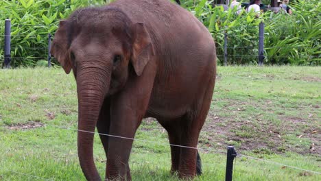 elefante asiático caminando y explorando en un campo