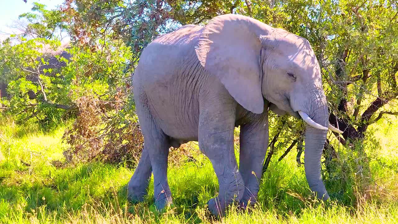 남아프리카 공화국 북동부 림포포와 말랑가에 있는 크루거 국립공원에서 낮에 먹이를 먹는 아프리카 부시 코끼리