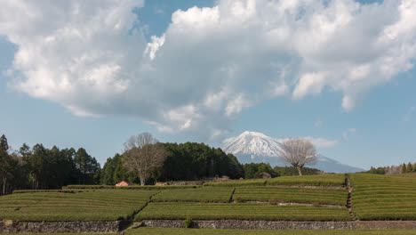 beautiful time lapse with green tea terraces and mount fuji in background