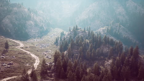 Aerial-view-of-green-coniferous-forest-in-the-mountains