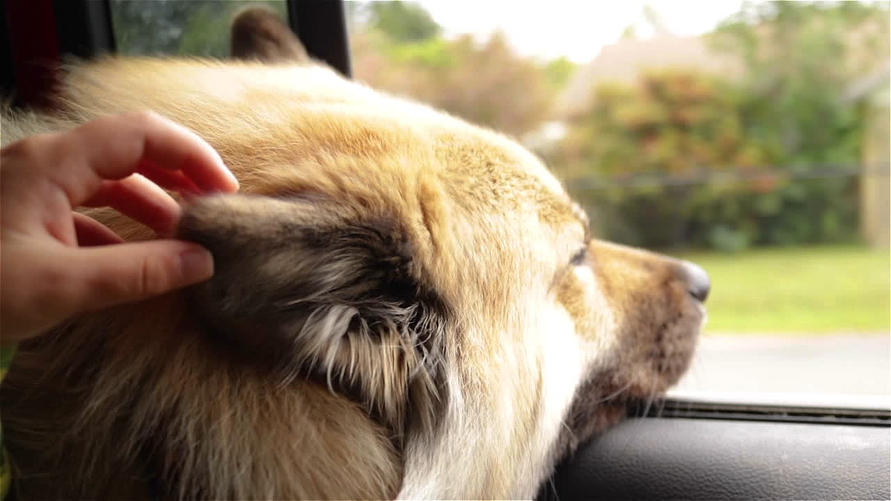 Young child gently strokes ear of dog looking out open car window