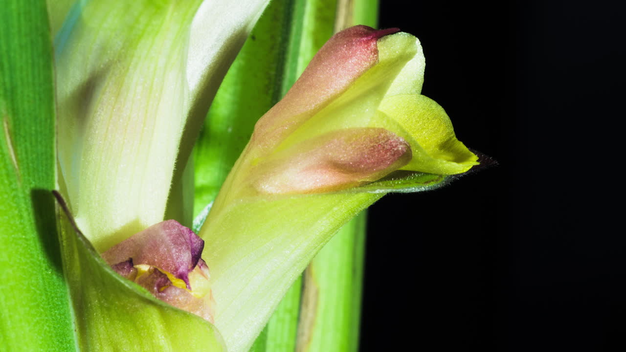 макросъемка тюльпана сиам таймлапс: один из бутонов орхидеи раскрывается, как будто рот зевает, а другой закрывается