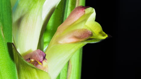 siam tulip time lapse macro de una de las orquídeas como capullos que se abren como una boca que bosteza y una que se cierra