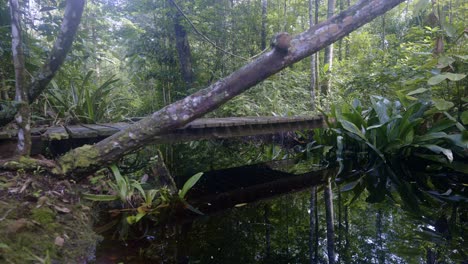 wooden bridge over dark water in lush tropical forest