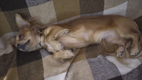 사랑스러운 재는 개 치후아하 (chihuahua) 는 플레이드 위에서 잠을 자고 있습니다.