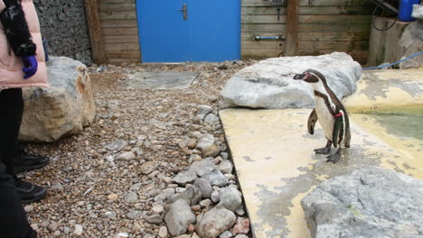 a girl feeding a penguin at a the zoo