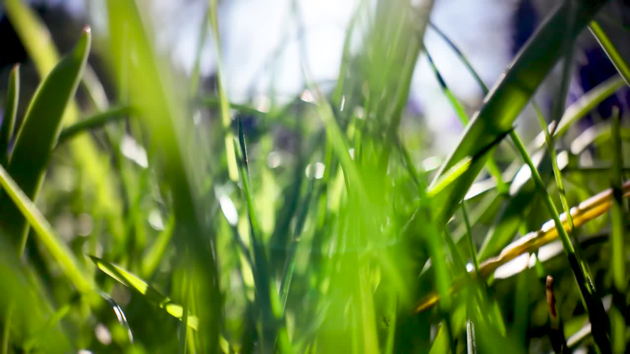 Fili d'erba verdi che brillano intensamente, catturando la luce solare naturale in una scena macro della natura. Angolazione bassa, avanzamento