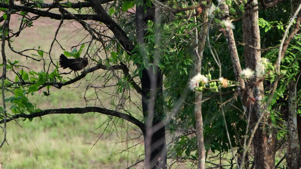 아침 동안 떨고 몸을 다듬는 나무 그늘 아래 나뭇가지에 앉아 멀리서 실루엣을 만듭니다.