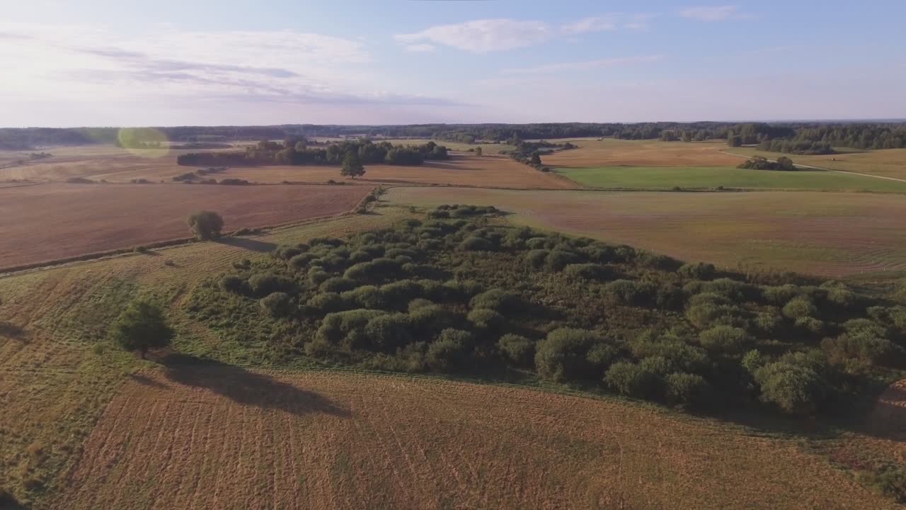 화창한 여름 아침에 들판의 관목