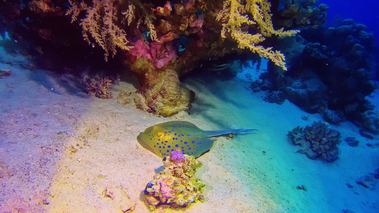 Razza maculata blu sul fondale marino.
