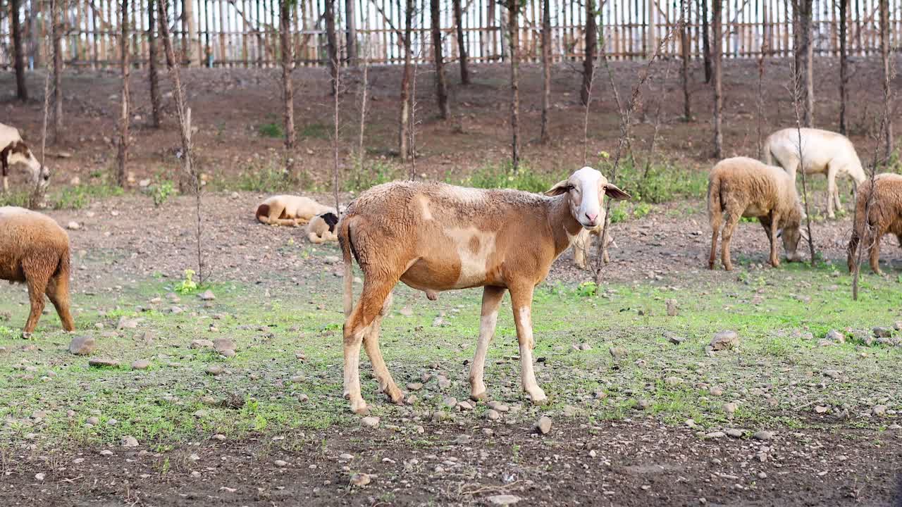 희박 한 식물 을 먹는 양