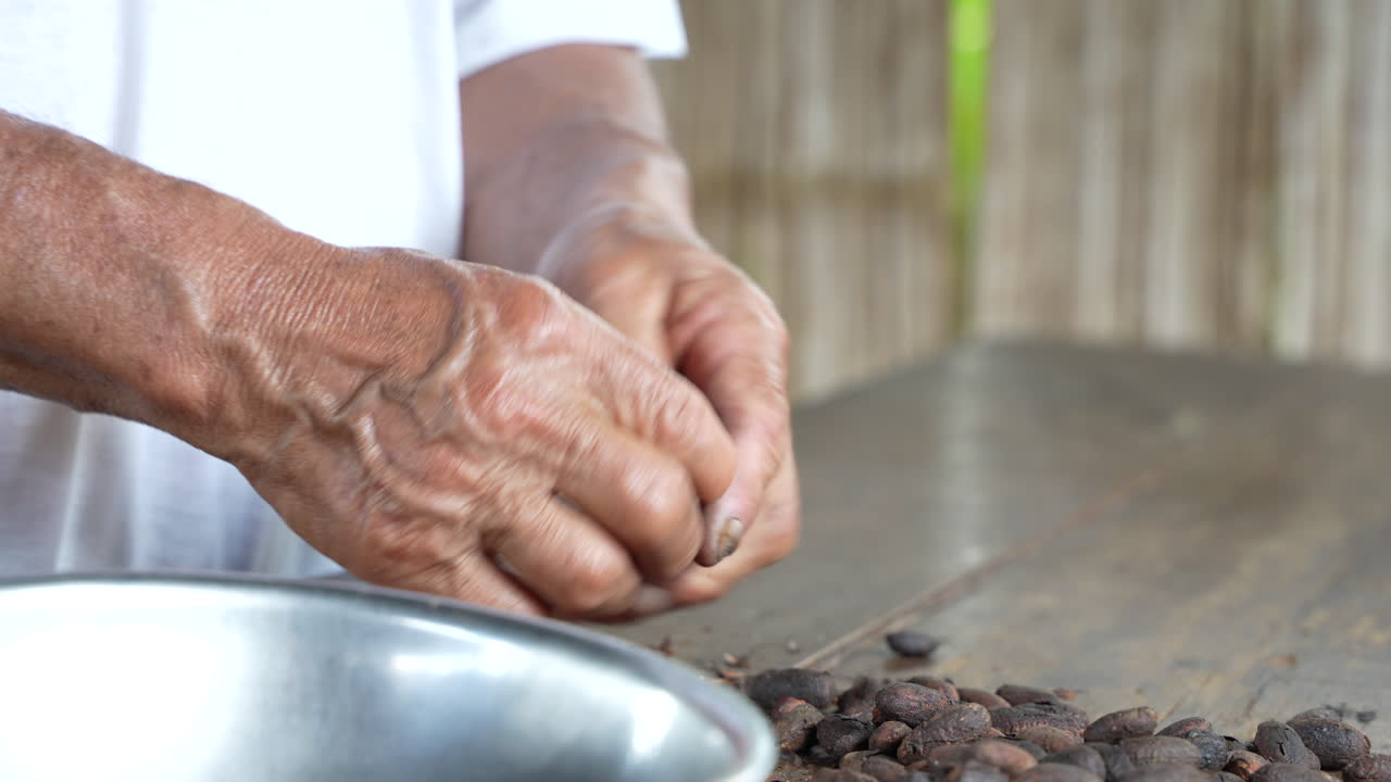 An old man selecting cocoa beans in the jungle of Ecuador
