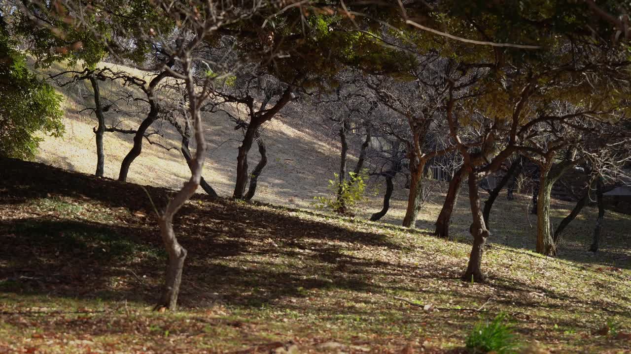 The Empty Forest Area in Japan