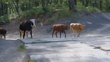 cows walking on a path in a forest