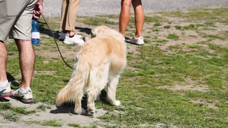 golden retriever walking with owners in piedmont, italy