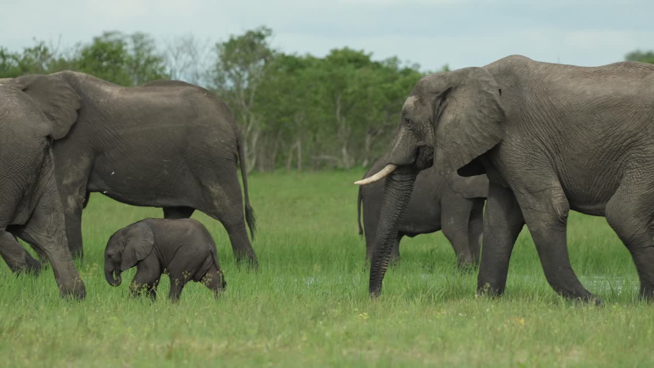 A herd of African elephants is walking through the frame with tiny calves in the green landscape of Savuti, Botswana
