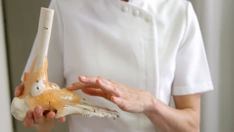 female physiotherapist holding a skeleton feet model