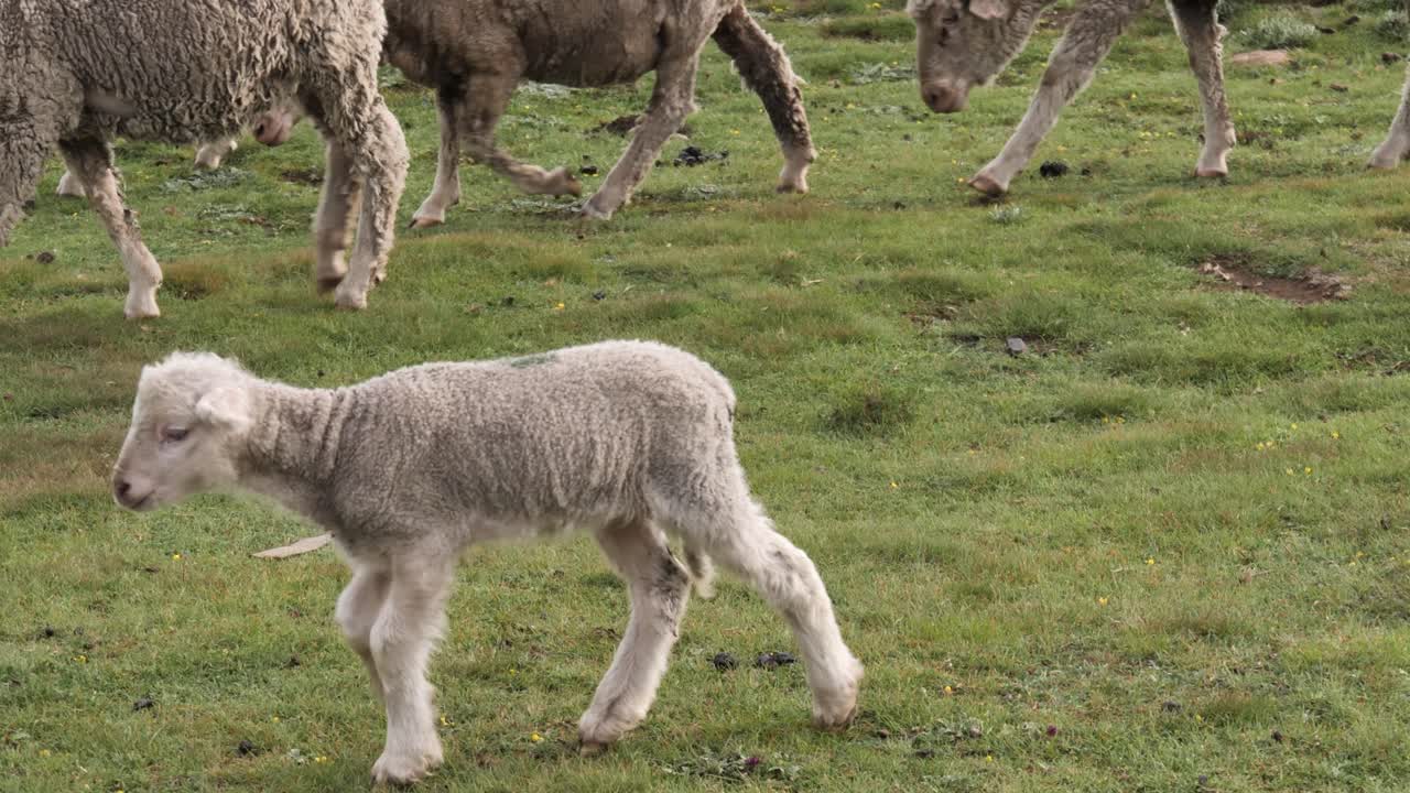 adorable corderito se une al rebaño de ovejas caminando por pastos verdes