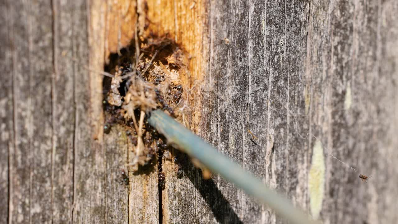Close-up of ants constructing a colony in wood. Natural lighting highlights intricate details of their activity and environment