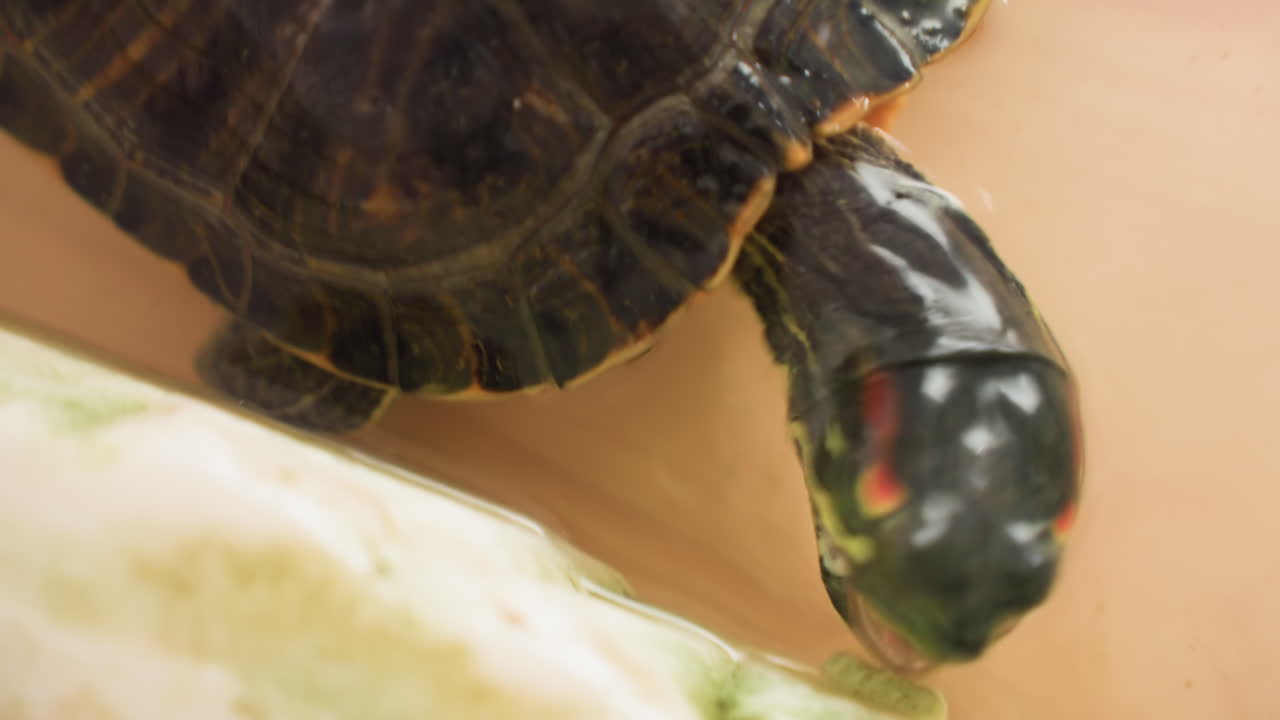 Close up aquatic turtle walking in container water while feeding, detailed view showing shell patterns, head markings, and natural reptile behavior as it eats inside controlled environment