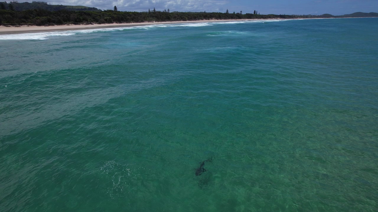 A Shark Swims In Blue Ocean, NSW, Australia - Drone Shot