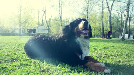 dog on the grass in the spring park