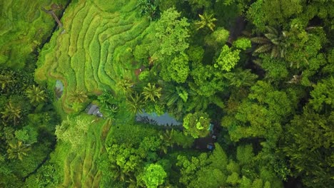 beautiful cinematic ubud, bali drone footage with exotic rice terrace, small farms and agroforestry plantation