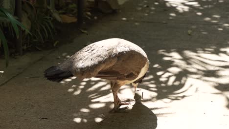 Peahen-Walking-on-Cement-Walkway