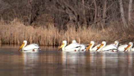 flock of white american pelicans floating in water