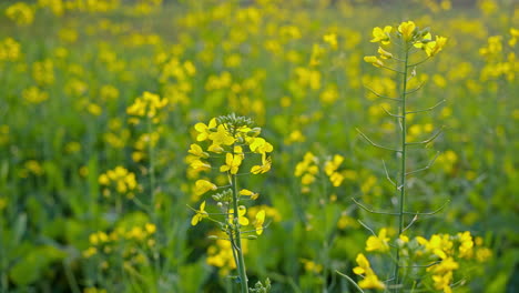 vibrant yellow rapeseed field in bloom