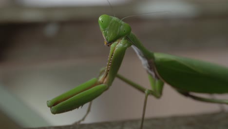 praying mantis looking to the side - macro shot