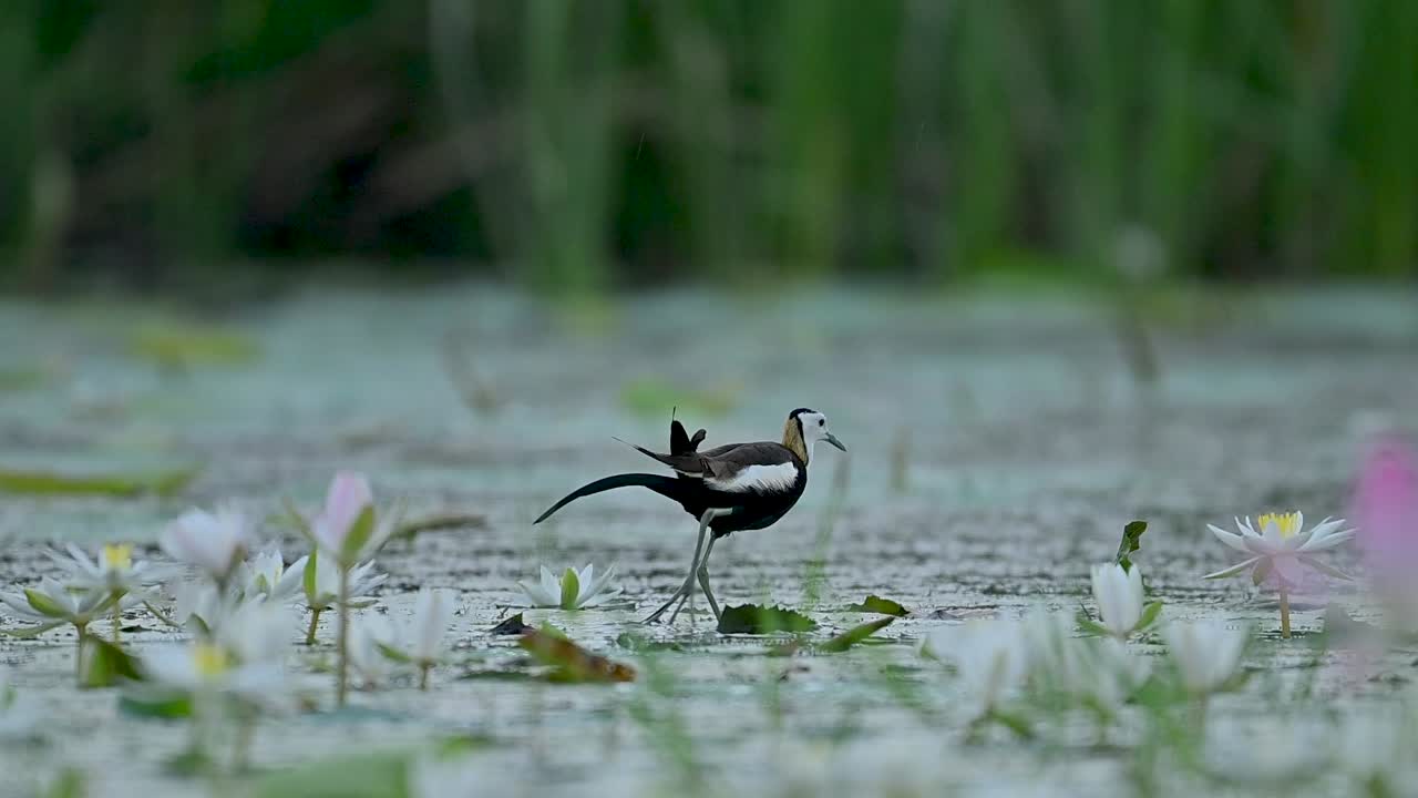 Natural scene shows jacana poised above still water habitat
