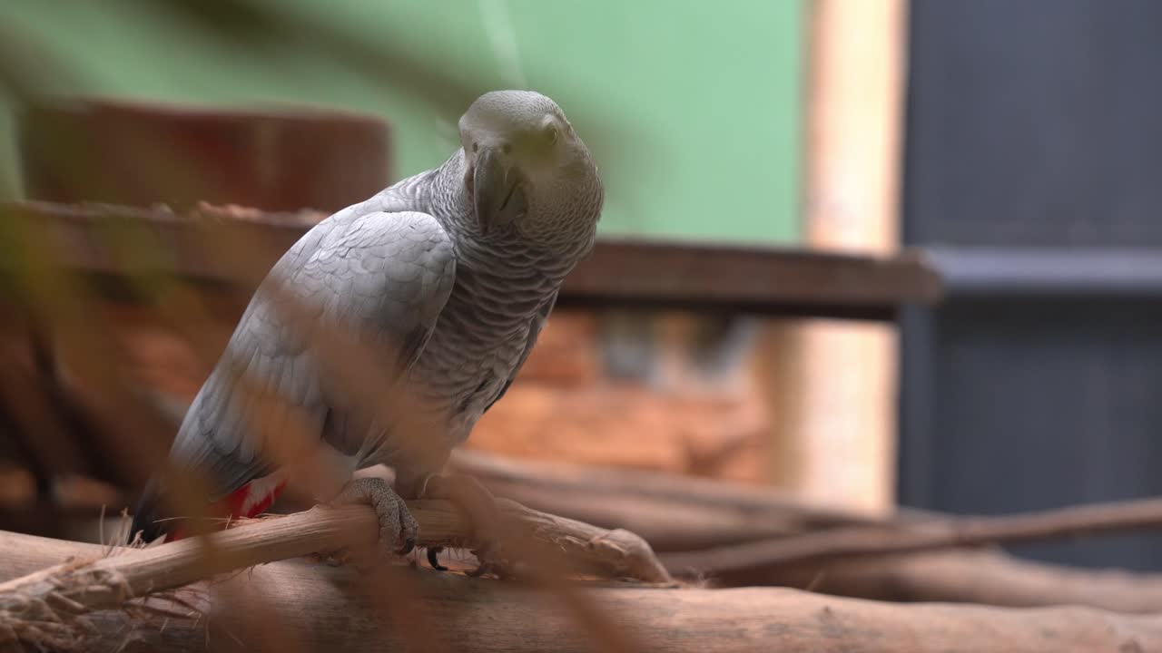 alcanzando su punto máximo a través del follaje borroso capturando el loro gris africano del congo, psittacus erithacus en un lugar turístico popular en el parque de vida silvestre langkawi, kedah, malasia, sudeste de asia