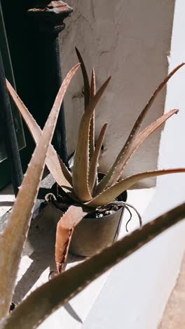 aloe vera plant on a windowsill