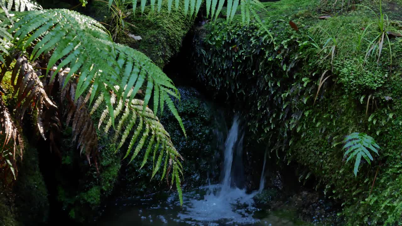 Serene Waterfall in Lush Forest