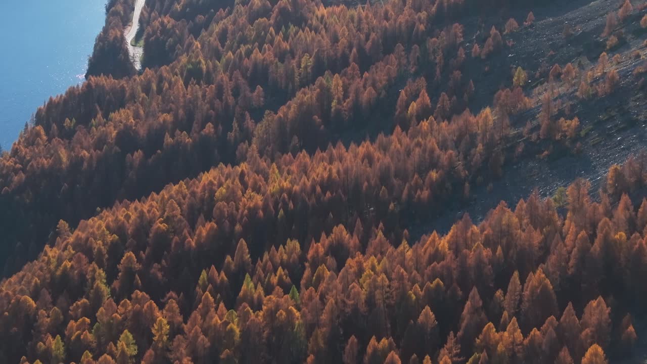 aerial drone shot colorful trees and autumn landscape. large colorful red autumn fir forest.