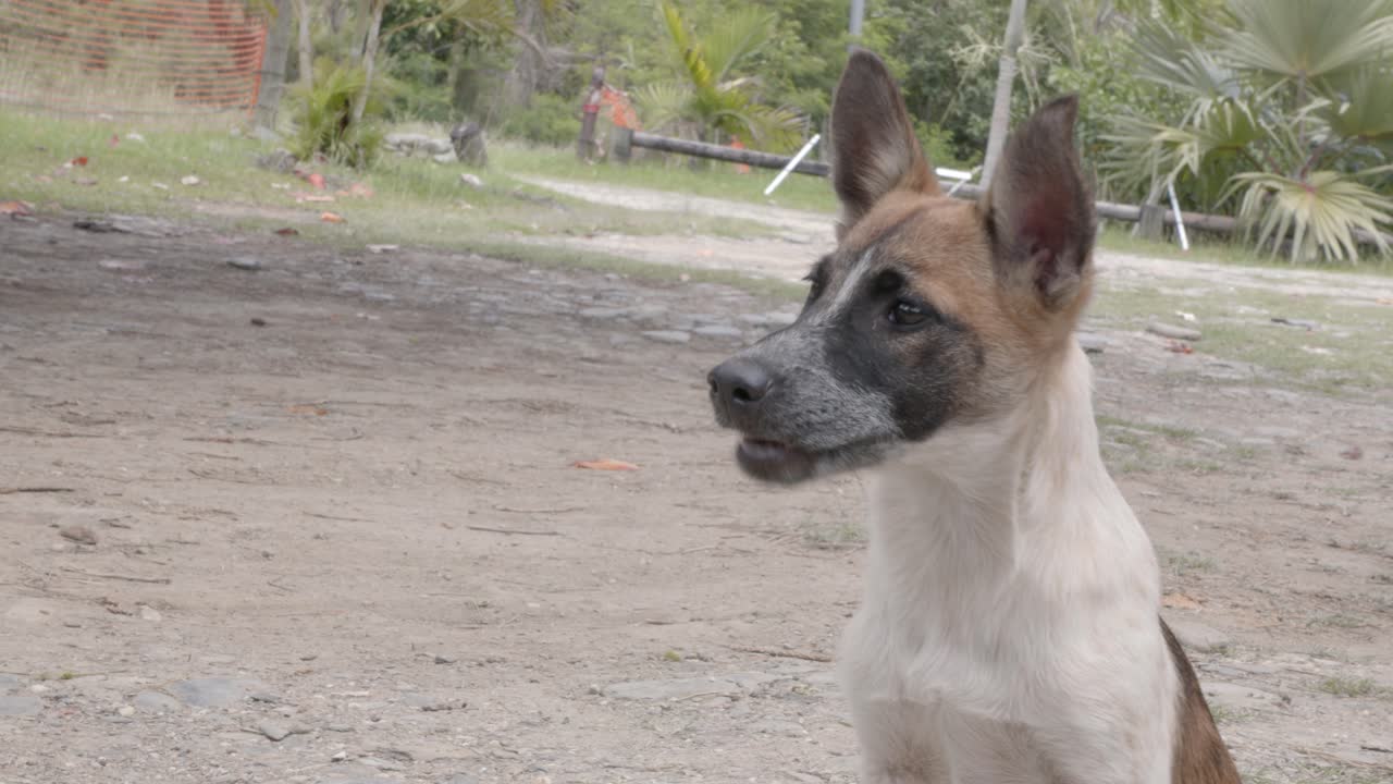 perro esperando al aire libre y bostezando durante el día