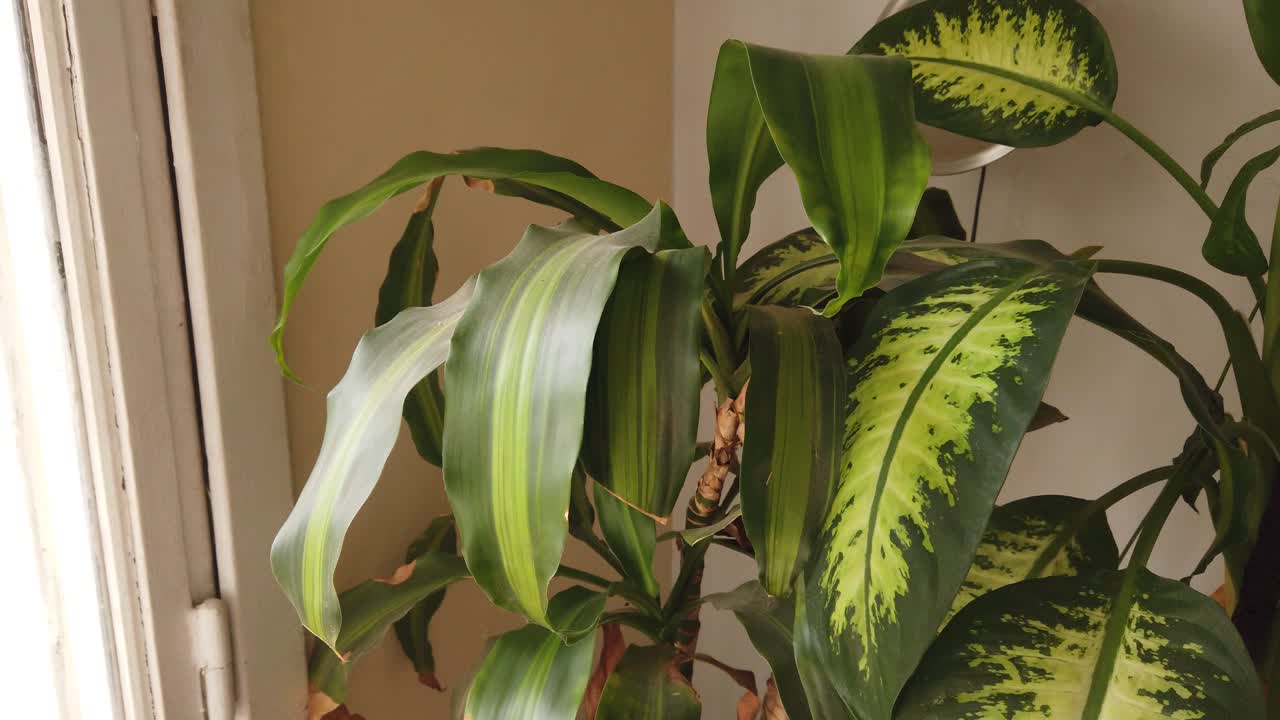 Primer plano de plantas de bambú de la suerte y filodendro en un salón de estilo vintage