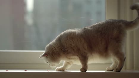 concept of hunting a domestic cat. cat walks the windowsill and eats the food. path from pet food.