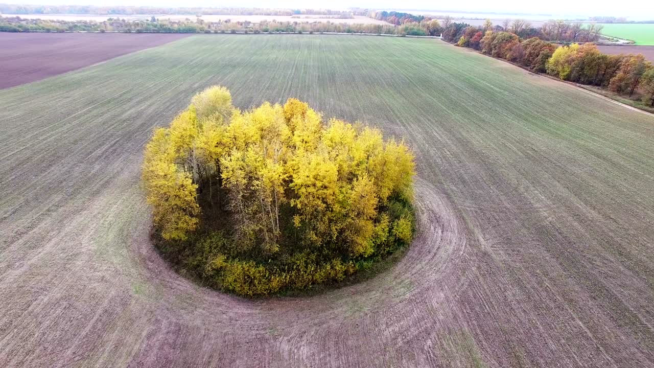 4k воздушный. летать над осенними желтыми деревьями на сельском сельскохозяйственном поле. круговое движение