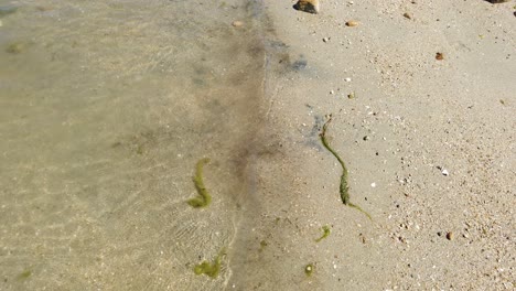 wave-on-the-beach-with-some-seaweed