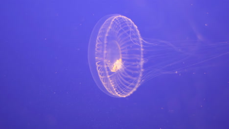 crystal jellyfish swimming on blue background, close up