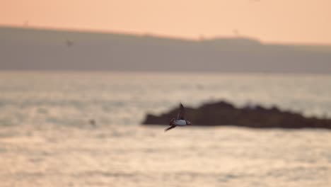 slow motion puffin bird flying in sunset sky, atlantic puffins in flight with beautiful orange sunset sky, uk seabirds flying on skomer island