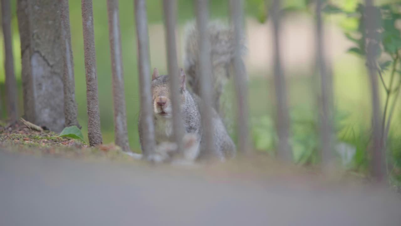 Squirrel puts it&rsquo;s head out from between metal bars and keeps watch out