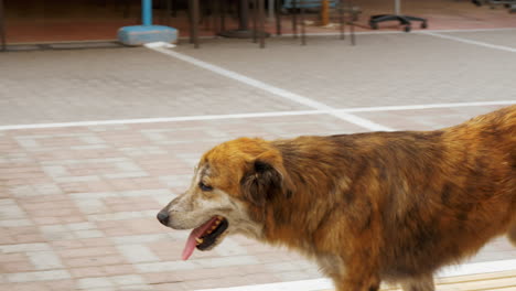 stray dog walking along the street