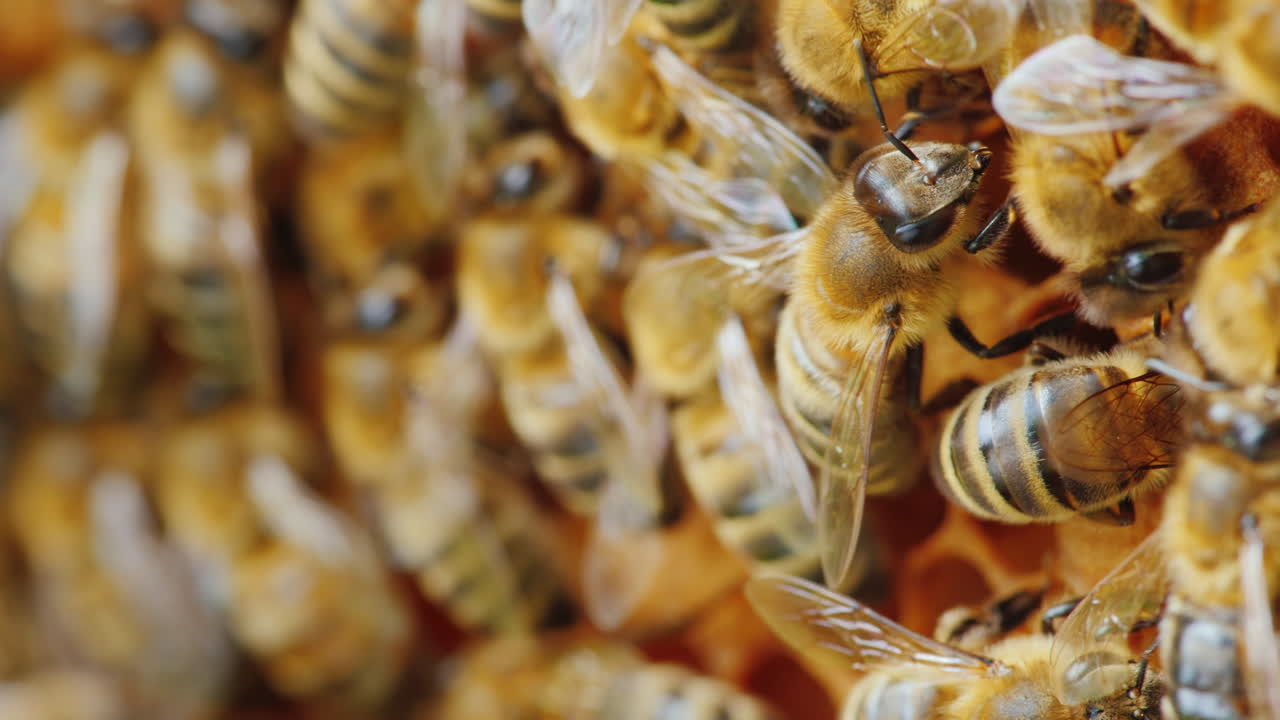 colonia de abejas trabajando en la colmena sentada firmemente sobre un fondo de marco de abejas productos útiles y