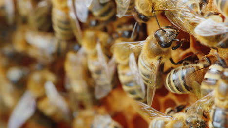 colonia de abejas trabajando en la colmena sentada firmemente sobre un fondo de marco de abejas productos útiles y